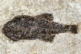 Miocene Fossil Fish From Nebraska - New Find #113168-1
